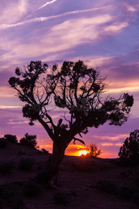 自然 沙漠 犹他州 美女 拱门 摩押 日出 轮廓 地质 国家的