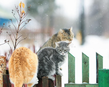 春天村里的猫坐在木栅栏上