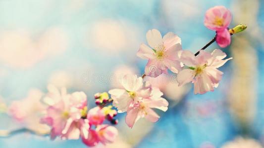 美丽的花树。 阳光明媚的日子里，大自然的景色和太阳。 春天的花朵。 抽象模糊的背景在春天。