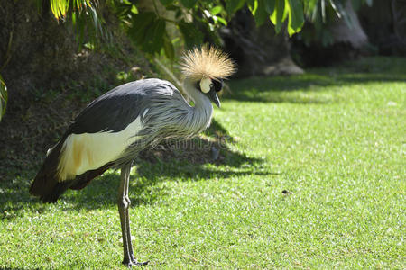 灰冠鹤Balearica Regulorum站在草地上。