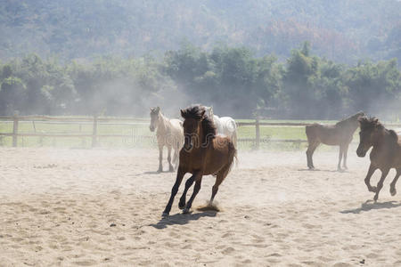 领域 自然 放松 训练 肌肉 行走 种马 飞驰 灰尘 栅栏
