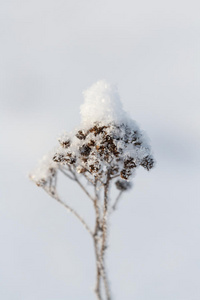 在下面 季节 天气 冷冰冰的 雪花 植物 寒冷的 白霜 不良贷款