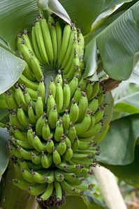 香蕉在植物中