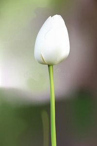 花瓣 灌木 美女 春天 插图 艺术 植物 生日 轮廓 礼物