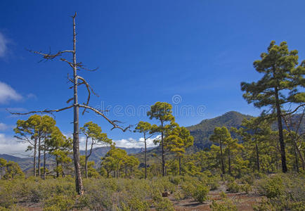 阿尔迪亚 加那利 风景 徒步旅行 围绕 形成 森林 岛屿