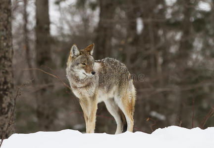 一只孤独的郊狼x28CanisLatransx29在加拿大散步和狩猎冬季的雪