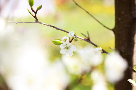 樱花。 春天的花朵背景。 开花树。 暑期打印。 弹簧打印。 樱桃花。 樱桃树枝