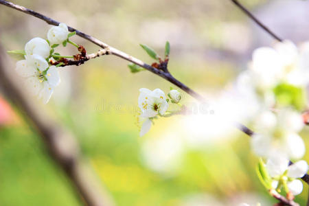 樱花。 春天的花朵背景。 开花树。 暑期打印。 弹簧打印。 樱桃花。 樱桃树枝