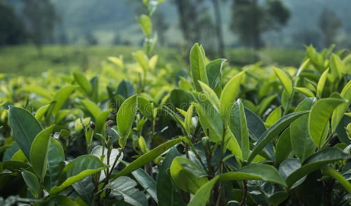 在种植园的花园里关闭绿茶叶子