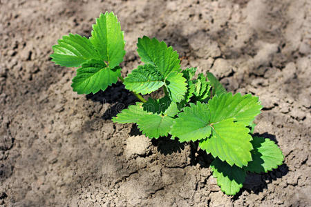 草莓灌木,种在地上.照片