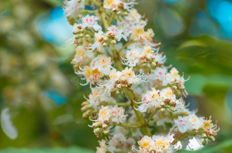 栗子特写花开，春天