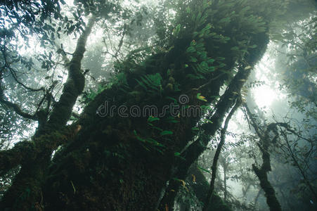 雨林