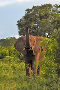 自然 雨滴 喷涂 眼睛 兽群 巨人 哺乳动物 游猎 大象