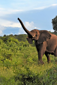肯尼亚 大象 可爱极了 哺乳动物 可爱的 模仿 污垢 自然