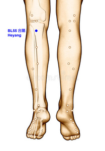 绘制穴位BL55河阳，三维插图