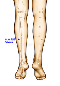 绘制穴位BL58飞阳，三维插图