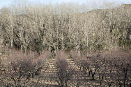 西班牙语 灌木丛 乡村 种植园 生态系统 冬天 生态区 自然