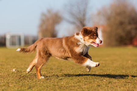 狗奔跑在草地图片