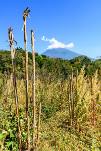 阿瓜火山，林地和过度生长的地区