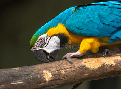 蓝色黄色金刚鹦鹉特写镜头在加尔各答的鸟类保护区，印度。
