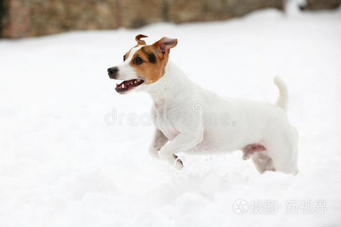 美女 寒冷的 可爱的 白人 猎犬 雪堆 食肉动物 降雪 宠物