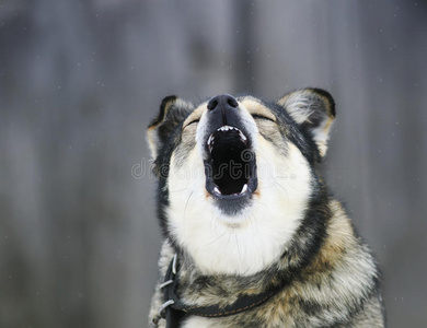 棕色的狗大声吠叫,张大嘴巴照片
