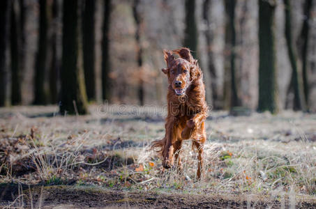 爱尔兰赛特犬