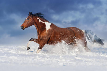 雪中的马