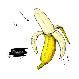 香蕉矢量图。 手绘剥离物体在白色上