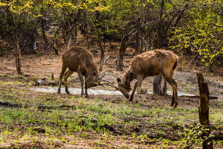 巴克 动物 鹿角 鲁萨 美丽的 可爱的 放牧 亚洲 食草动物