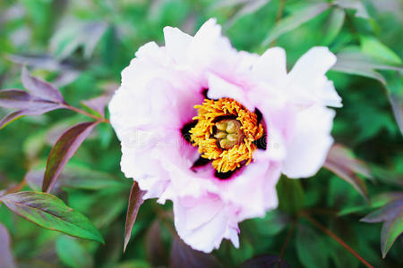 美丽的花特写镜头