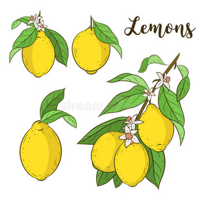 柑橘 花的 插图 形象 颜色 分支 食物 柠檬酸 果汁 要素