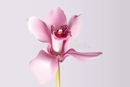 开花 优雅 植物 礼物 周年纪念日 浪漫的 花瓣 插图 轮廓