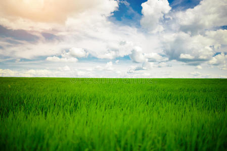 绿色的草地和明亮的蓝天背景