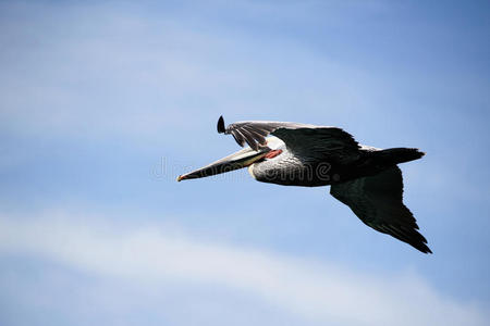 动物 动物群 照片 性状 翅膀 海鸥 天空 鹈鹕 野生动物