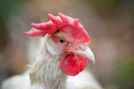 眼睛 农事 居住 自然 农场 颜色 梳子 美丽的 国家 母鸡
