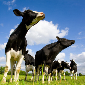 乳制品 农业 牧场 夏天 领域 农场 野兽 动物 站立 吃草