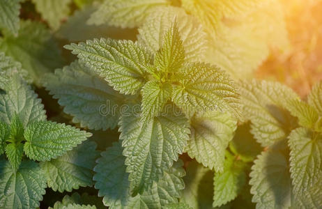 民族科学 荨麻 植物区系 医学 植物学 花园 颜色 草本植物