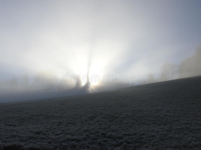 季节 通行证 早晨 公园 朦胧 春天 植物 轮廓 自然 薄雾