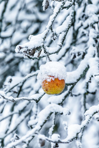 覆盖着雪的树枝上的苹果