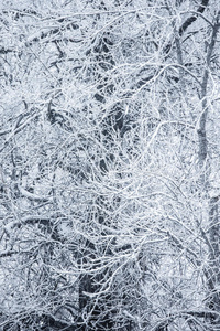 一月 季节 旅行 降雪 风景 天气 二月 寒冷的 流动 森林