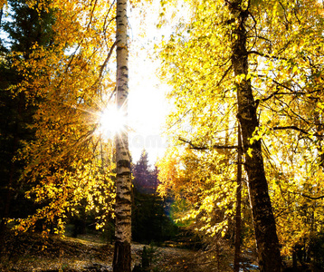 新疆秋天的美丽景色