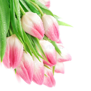 春天 情人 花的 粉红色 复活节 礼物 生日 假期 母亲