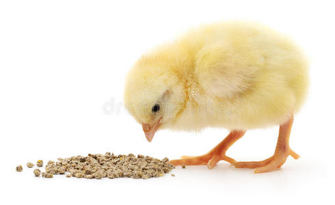 小婴儿小鸡图片