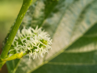 桑树 模糊 植物区系 花园 颜色 美丽的 成长 健康 食物