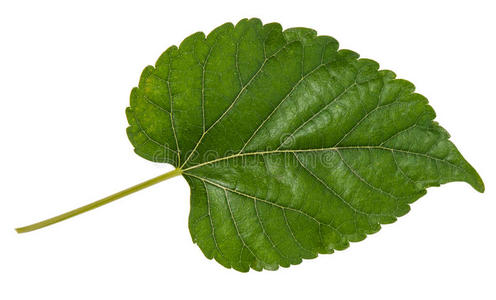 植物 雷姆 树叶 植物区系 医学 分支 食物 花的 自然