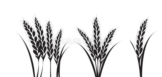 玉米小麦玉米或小麦剪影图照片