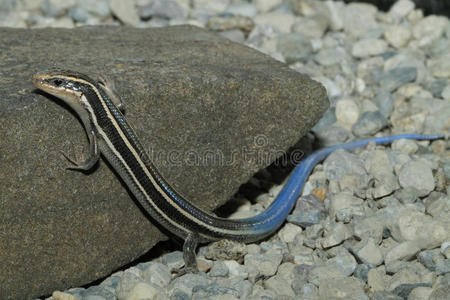 鞭炮菊花蛇管道图片