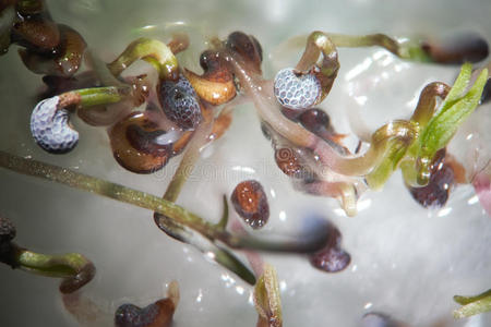 种类 科学 植物 潮湿 植物区系 药物 发芽 生物学