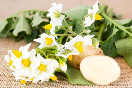 土豆 植物 树叶 素食主义者 收获 农业 作物 食物 蔬菜